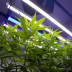 Cannabis Licht Abstand