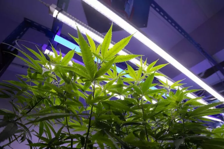 Cannabis Licht Abstand